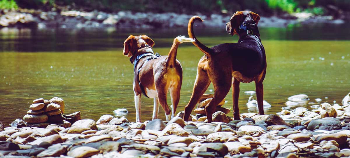 Photo by Chris F: https://www.pexels.com/photo/two-adult-harrier-dogs-standing-beside-river-1144410/