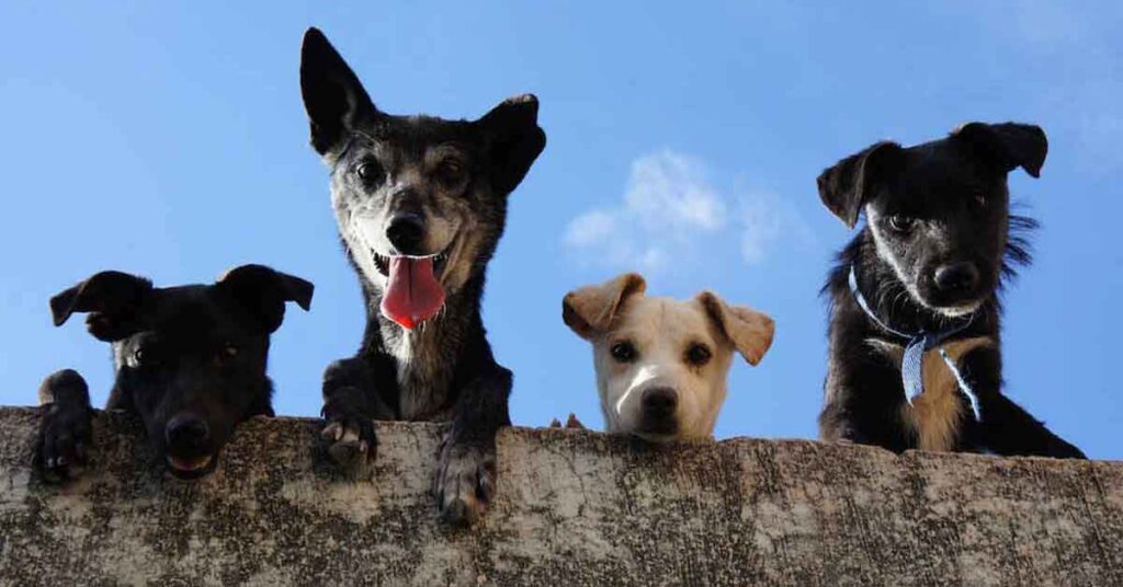 Feniks Honden Blog, Verborgen pijn bij honden, fascia release therapie