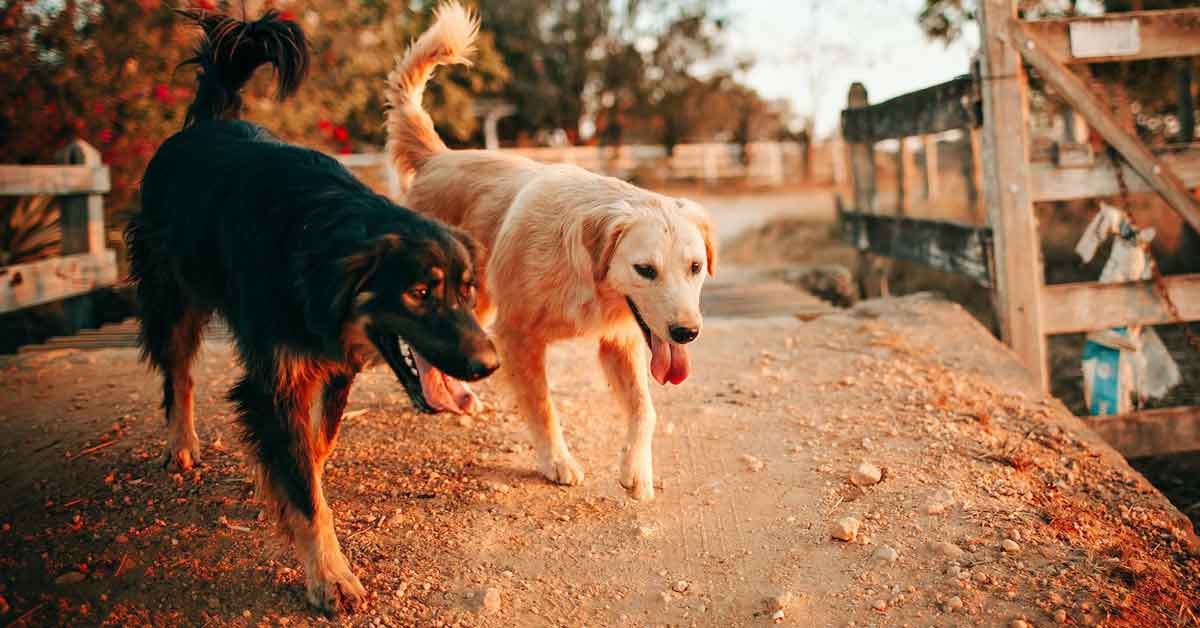 Je bekijkt nu Holistische benadering van uw hond