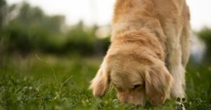 Overspronggedrag bij honden