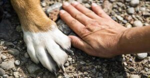 De persoonlijke zone van de hond en zijn baasje