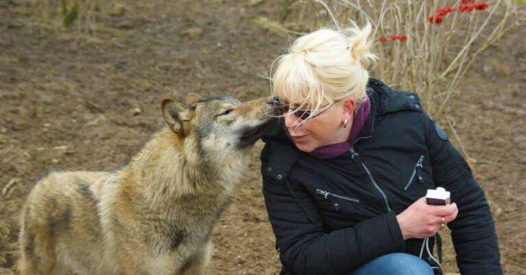 Kathleen Verbeiren met wolf Loek in “The Wolf Conservation Association”, Bilstain-Limbourg ( België )